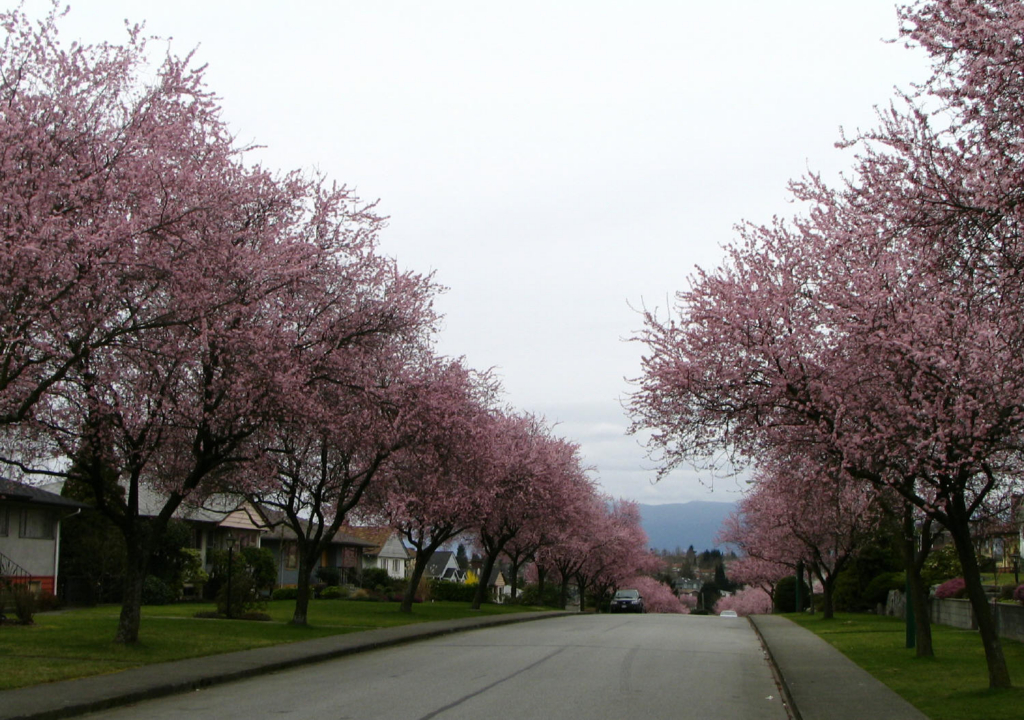 Brentwood, Burnaby Flowering plum trees lining Highlawn Drive above the boulevard grass and curbs of a post-war residential street in Brentwood, Burnaby